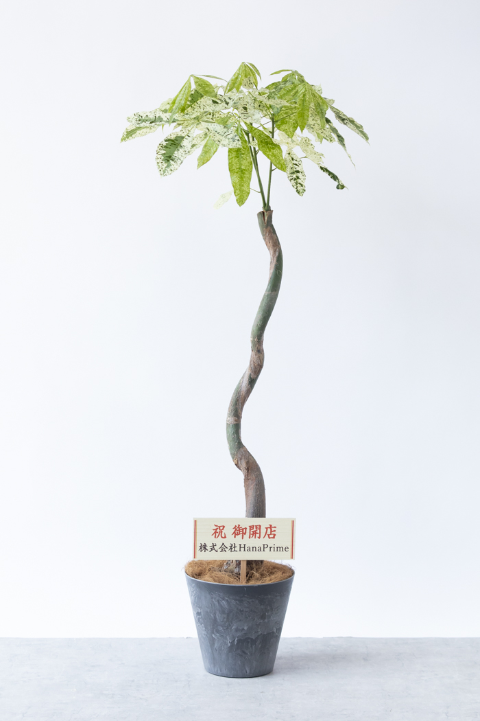 観葉植物 パキラ ミルキーウェイ（8号鉢）