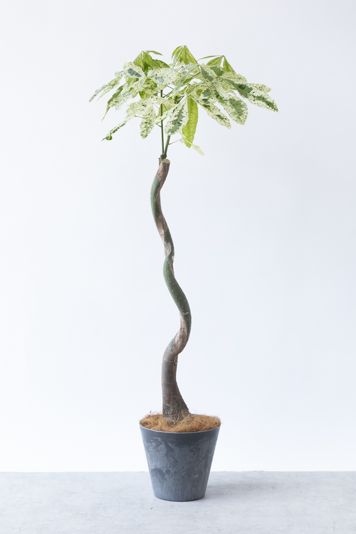 観葉植物 パキラ ミルキーウェイ（8号鉢）の写真3枚目