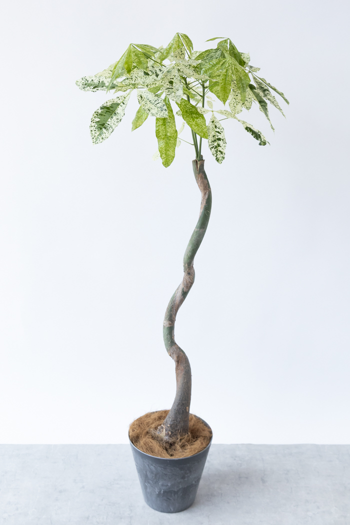 観葉植物 パキラ ミルキーウェイ（8号鉢）の写真4枚目