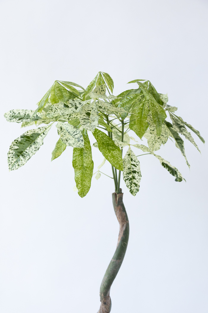 観葉植物 パキラ ミルキーウェイ（8号鉢）の写真5枚目