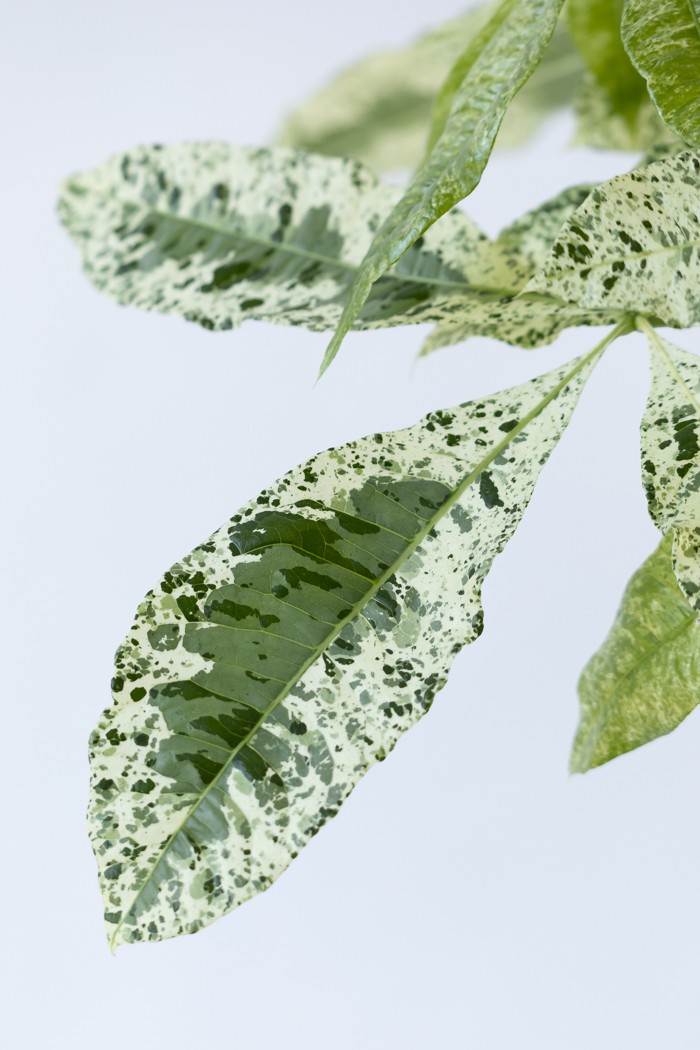 観葉植物 パキラ ミルキーウェイ（8号鉢）の写真6枚目