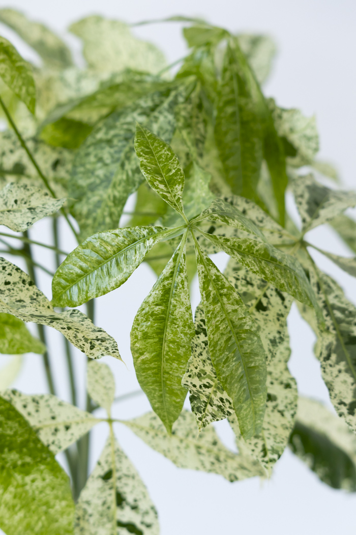 観葉植物 パキラ ミルキーウェイ（8号鉢）の写真7枚目