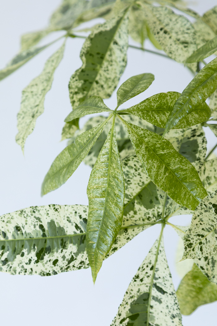 観葉植物 パキラ ミルキーウェイ（8号鉢）の写真8枚目