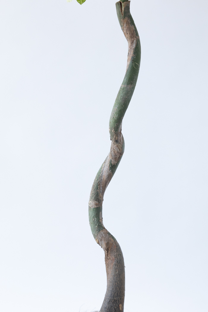 観葉植物 パキラ ミルキーウェイ（8号鉢）の写真9枚目