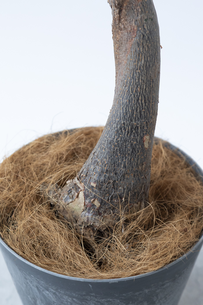 観葉植物 パキラ ミルキーウェイ（8号鉢）の写真10枚目