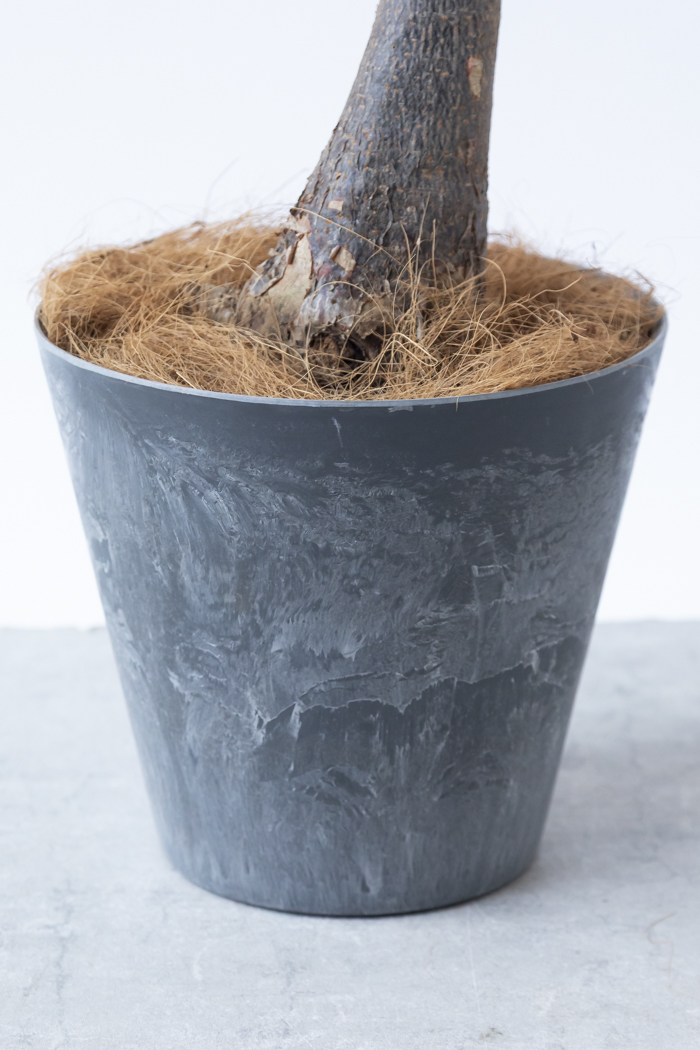 観葉植物 パキラ ミルキーウェイ（8号鉢）の写真11枚目