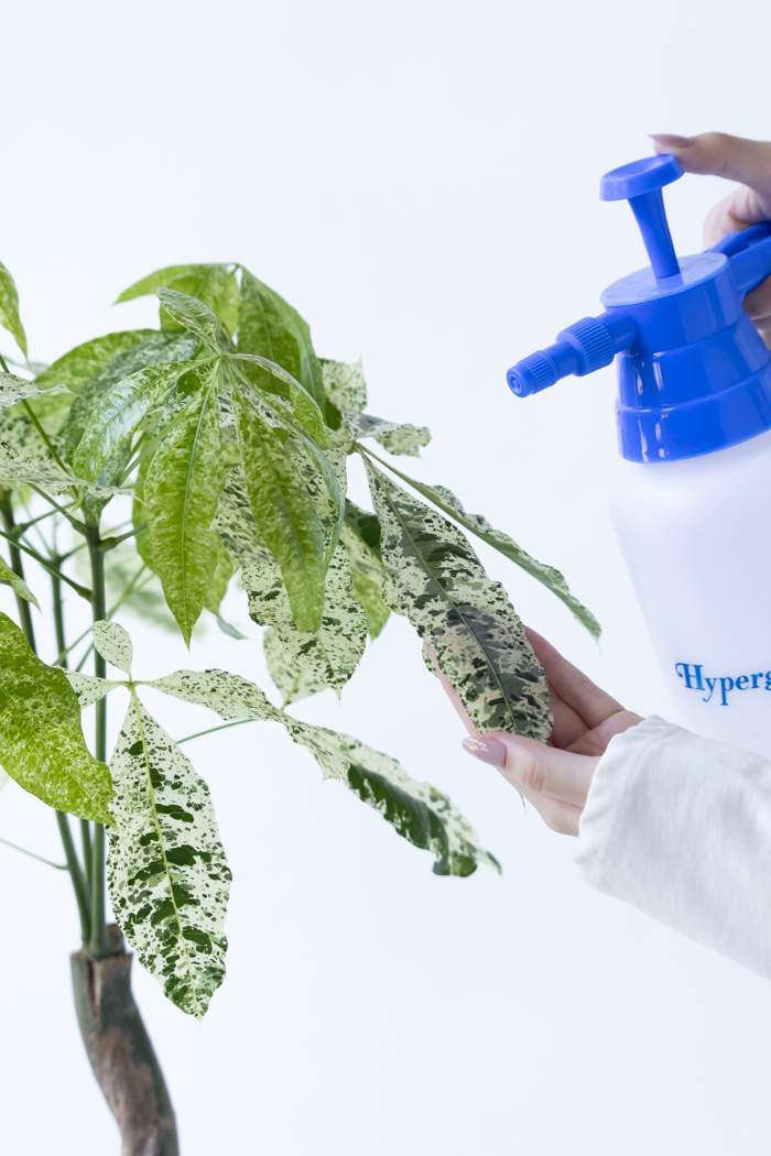 観葉植物 パキラ ミルキーウェイ（8号鉢）の写真12枚目