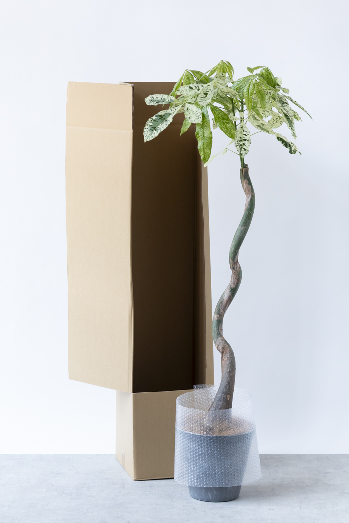 観葉植物 パキラ ミルキーウェイ（8号鉢）の写真13枚目