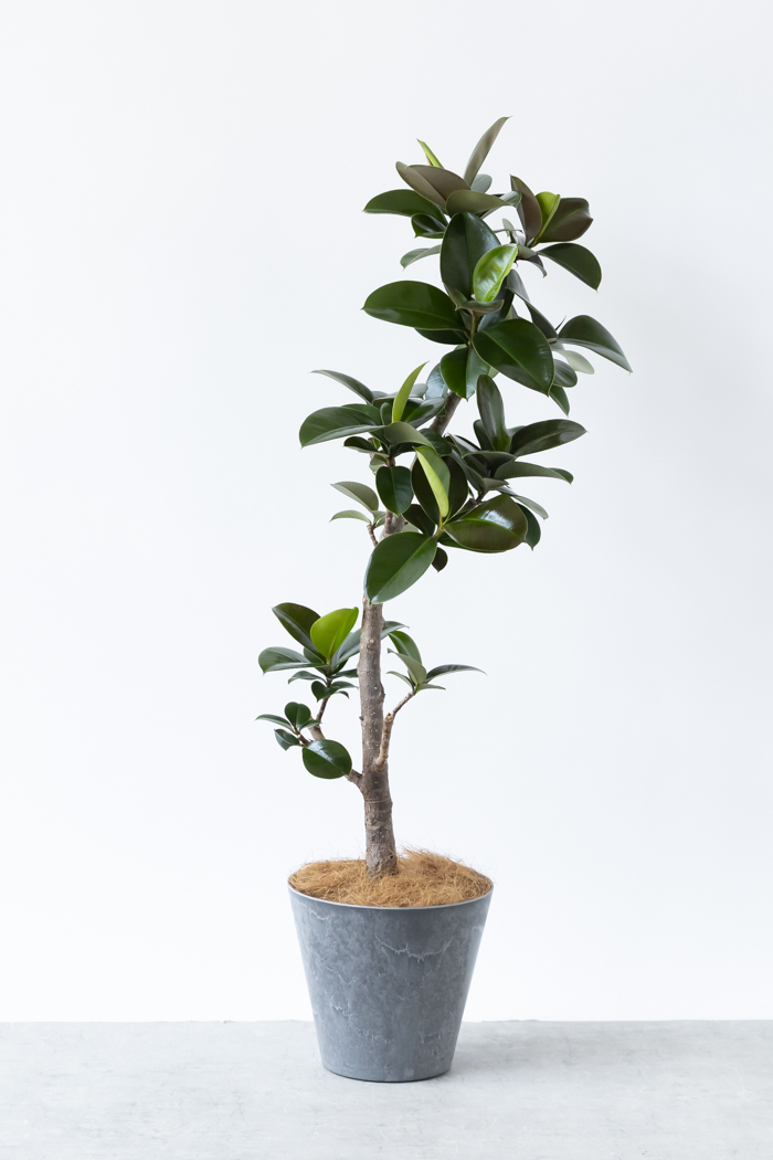 観葉植物 フィカス ソフィア曲がり（8号鉢）の写真1枚目