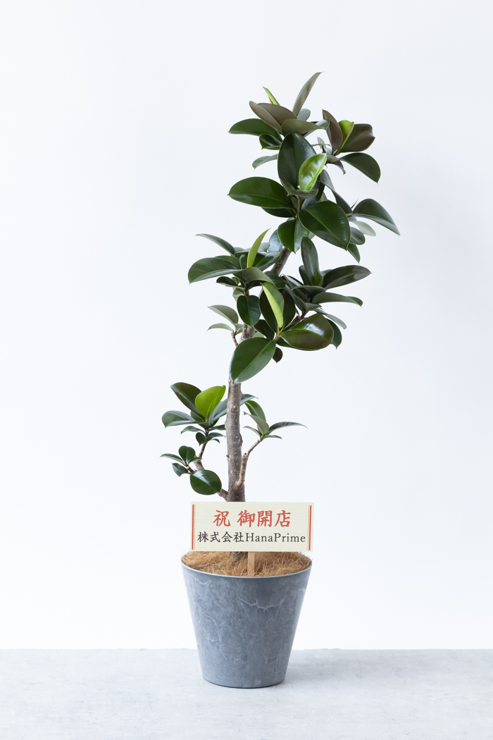観葉植物 フィカス ソフィア曲がり（8号鉢）の写真2枚目