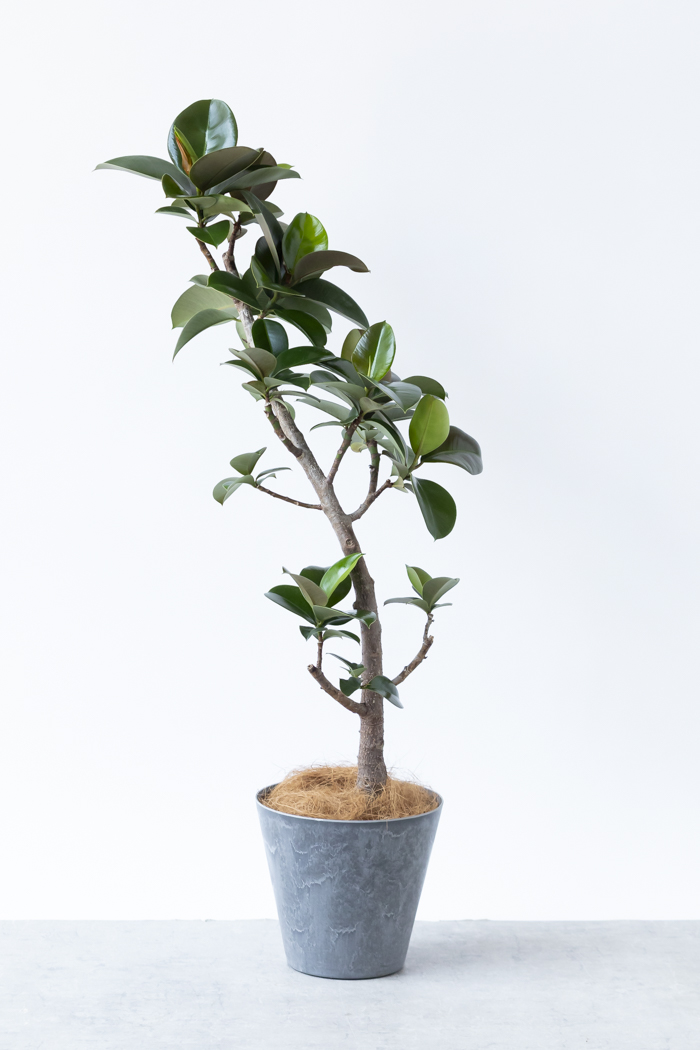 観葉植物 フィカス ソフィア曲がり（8号鉢）の写真3枚目