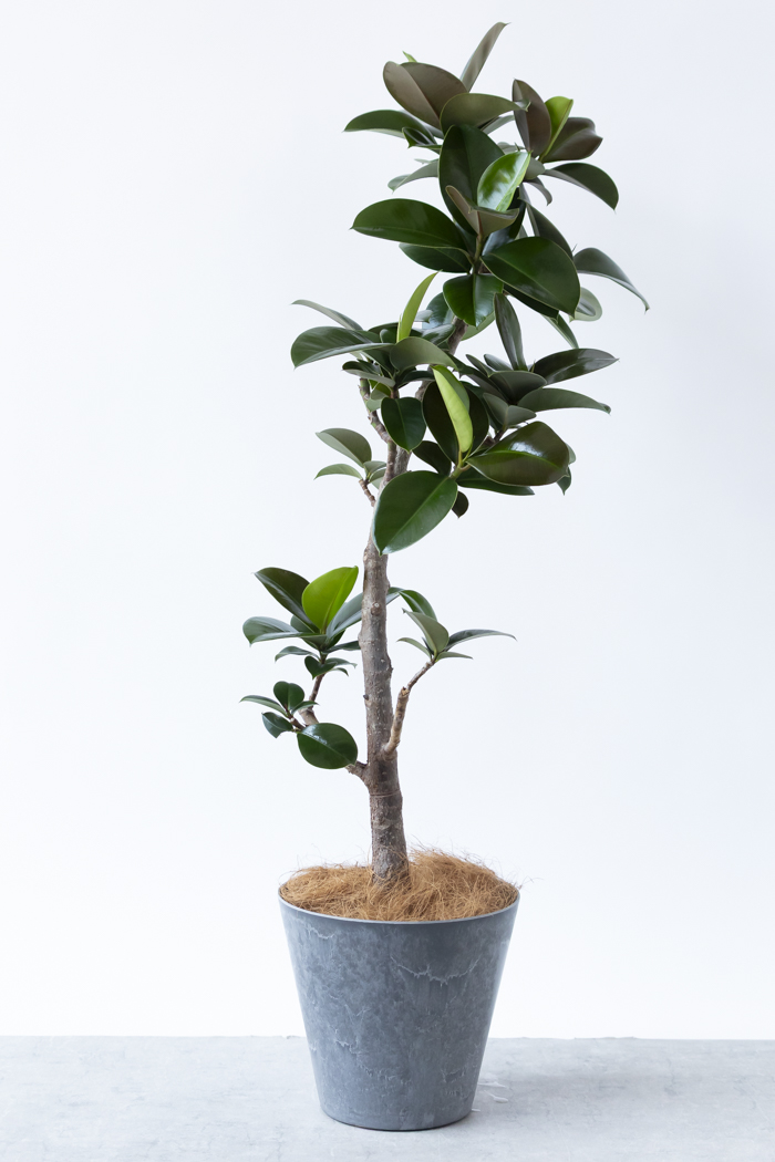 観葉植物 フィカス ソフィア曲がり（8号鉢）の写真4枚目