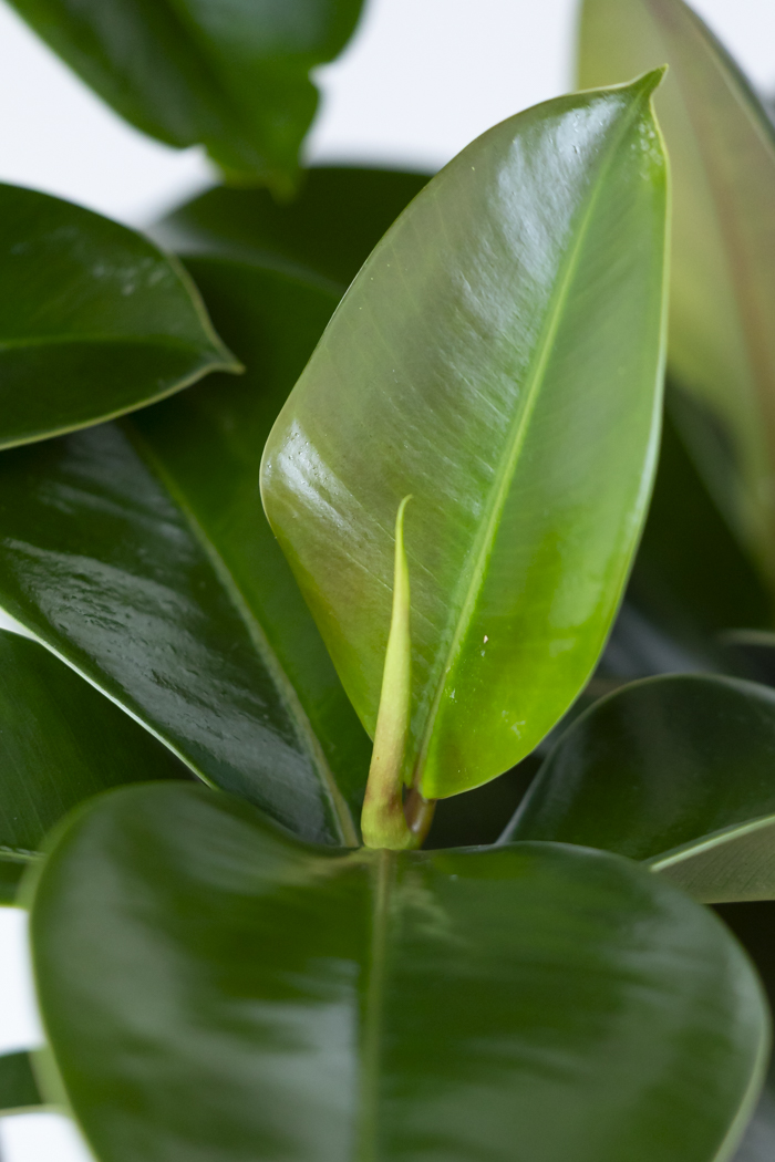 観葉植物 フィカス ソフィア曲がり（8号鉢）の写真6枚目
