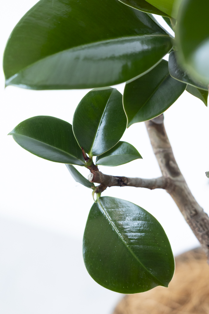 観葉植物 フィカス ソフィア曲がり（8号鉢）の写真7枚目