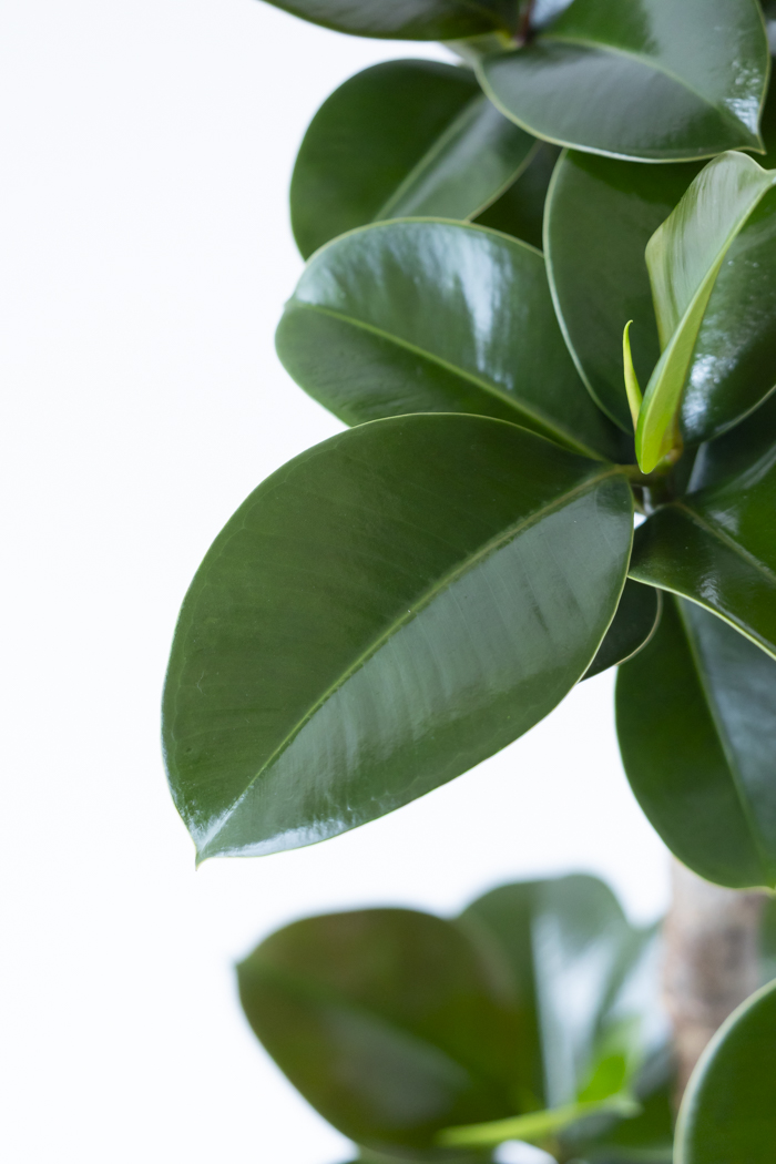 観葉植物 フィカス ソフィア曲がり（8号鉢）｜HanaPrime（ハナプライム）