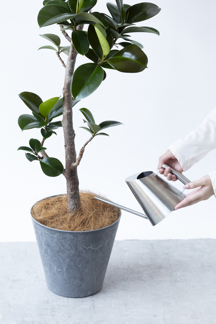 フィカス ソフィア 曲がり 観葉植物 フィカス ソフィア曲がり（8号鉢）｜HanaPrime（ハナプライム）