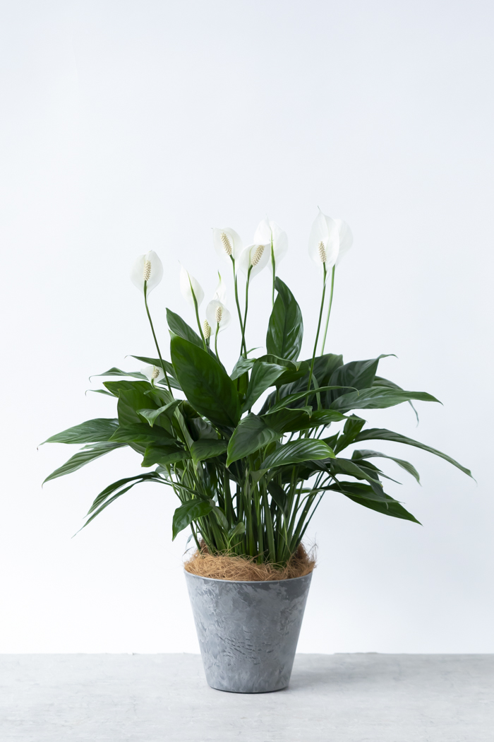 観葉植物 スパティフィラム メリー（6号鉢）