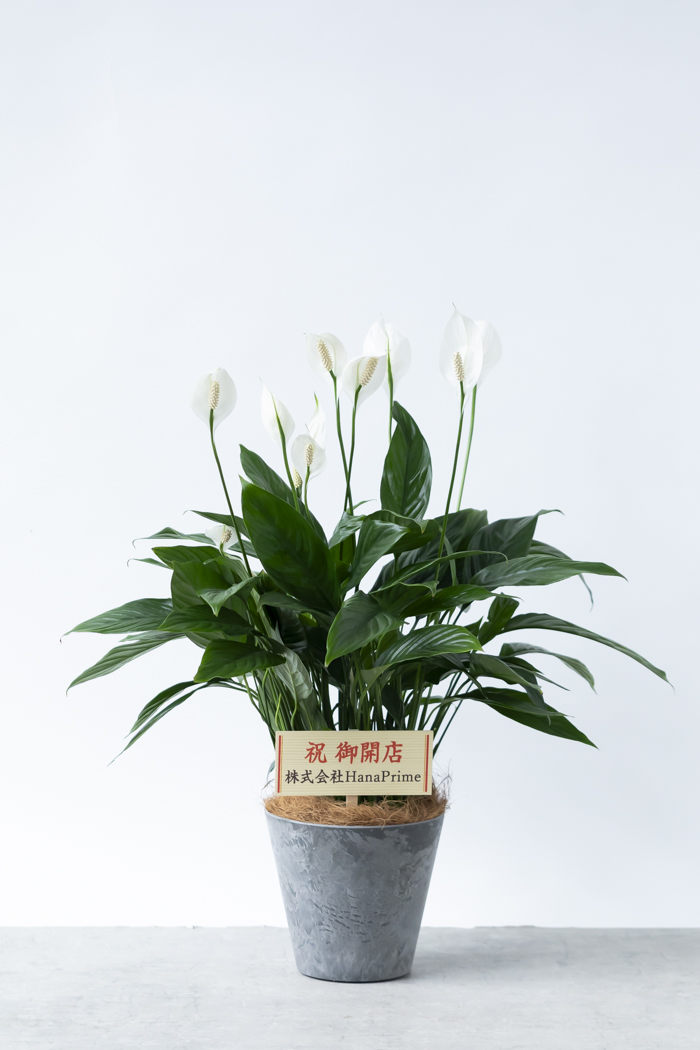 観葉植物 スパティフィラム メリー（6号鉢）