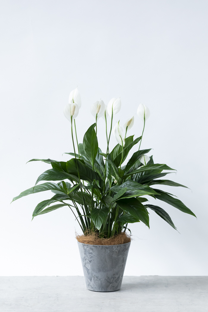 観葉植物 スパティフィラム メリー（6号鉢）の写真3枚目