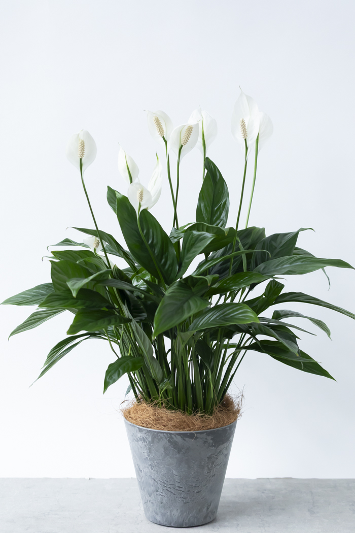 観葉植物 スパティフィラム メリー（6号鉢）の写真4枚目