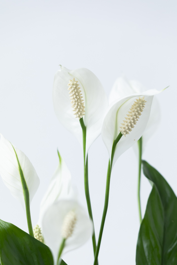 観葉植物 スパティフィラム メリー（6号鉢）の写真5枚目