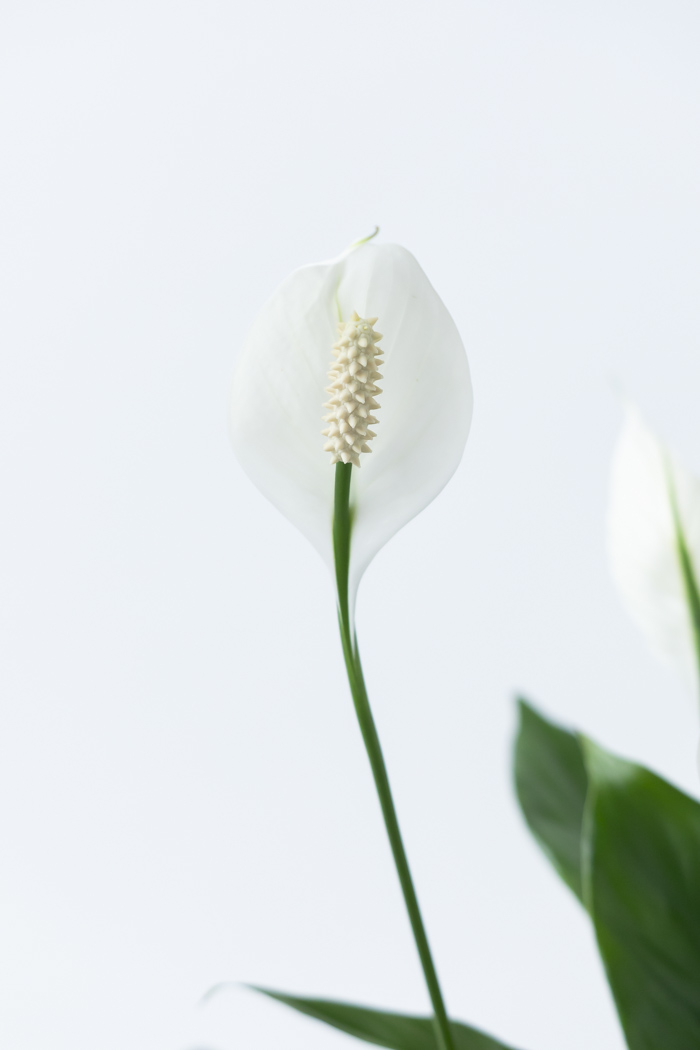 観葉植物 スパティフィラム メリー（6号鉢）の写真6枚目