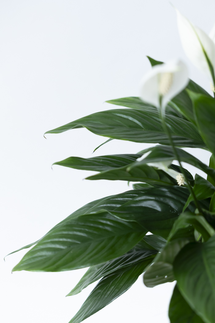 観葉植物 スパティフィラム メリー（6号鉢）の写真8枚目