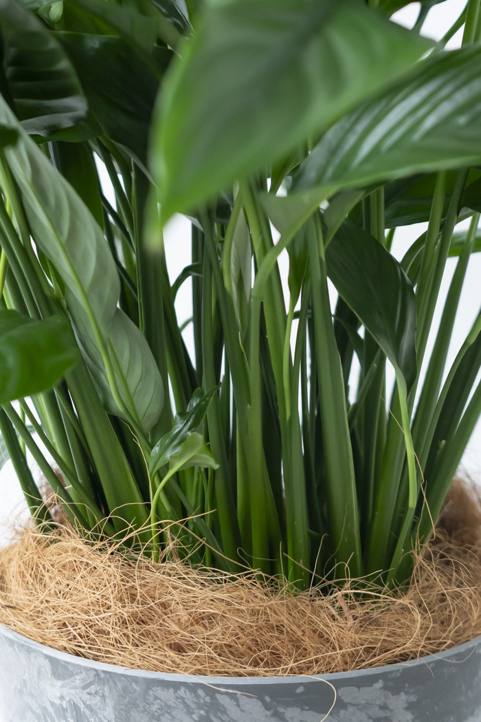 観葉植物 スパティフィラム メリー（6号鉢）の写真9枚目