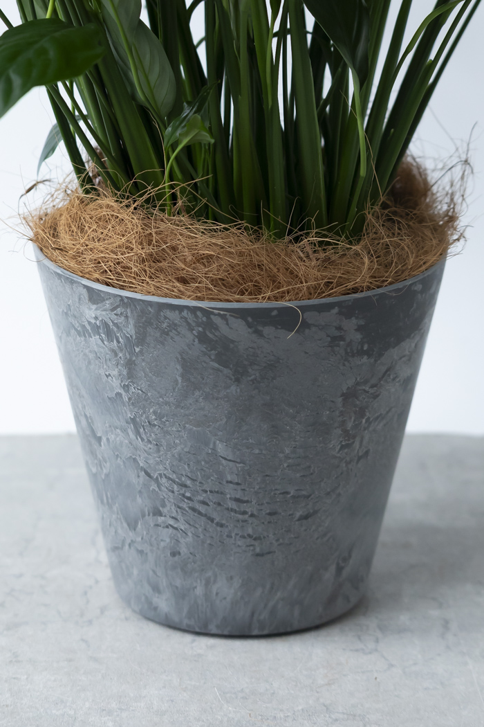 観葉植物 スパティフィラム メリー（6号鉢）の写真10枚目