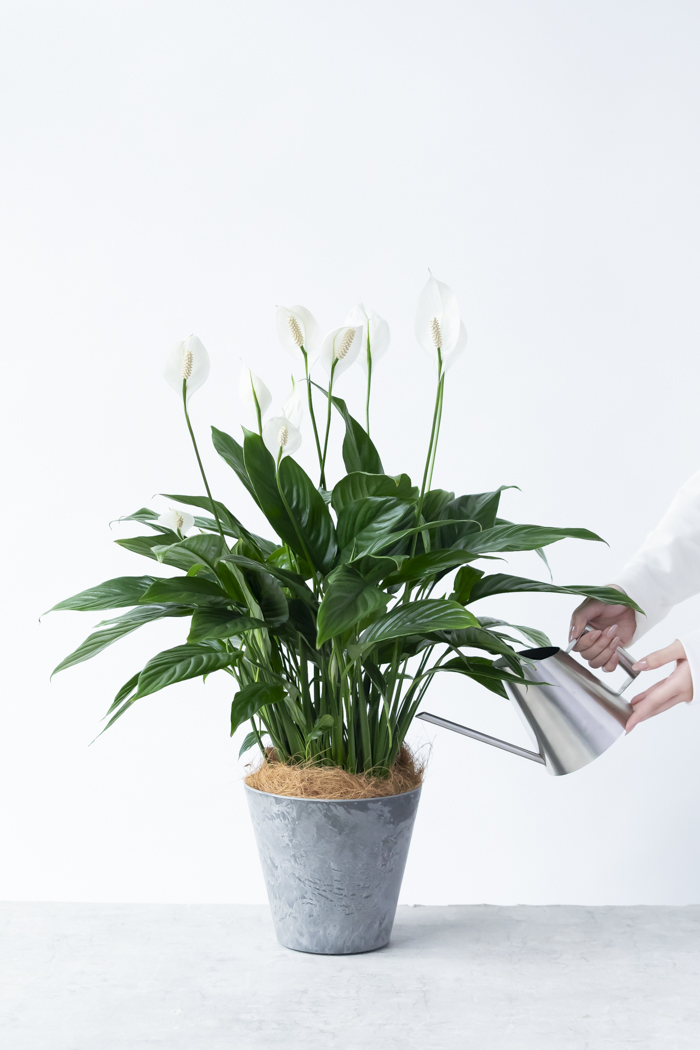 観葉植物 スパティフィラム メリー（6号鉢）の写真11枚目