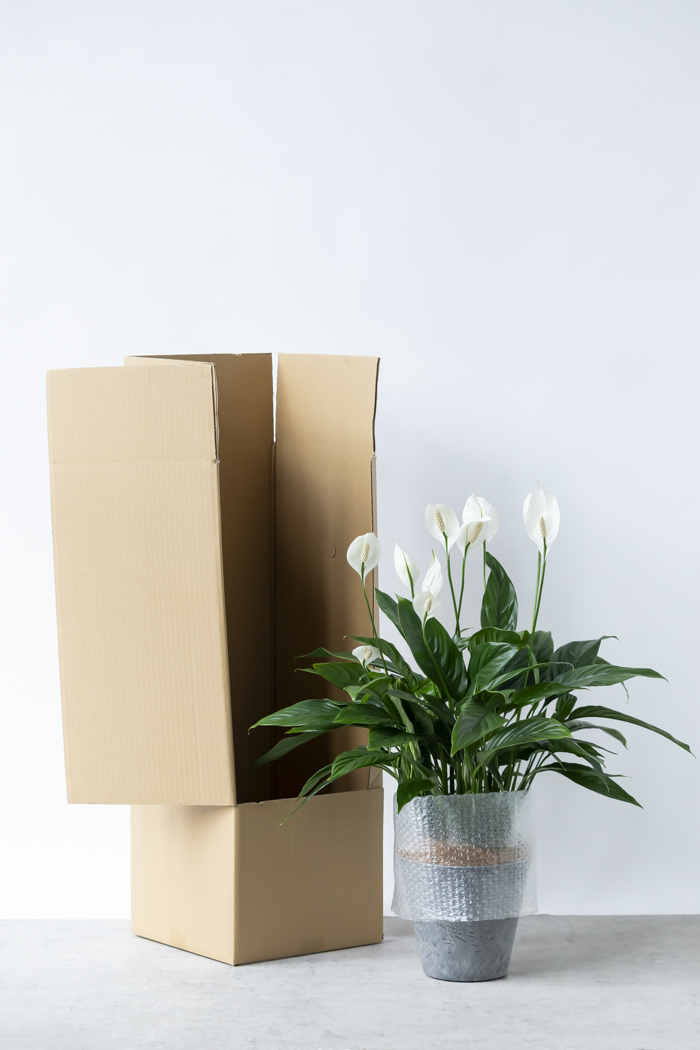 観葉植物 スパティフィラム メリー（6号鉢）の写真12枚目