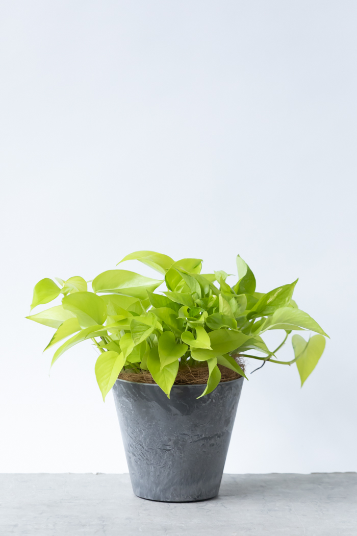 観葉植物 ポトス ライム（6号鉢）の写真1枚目