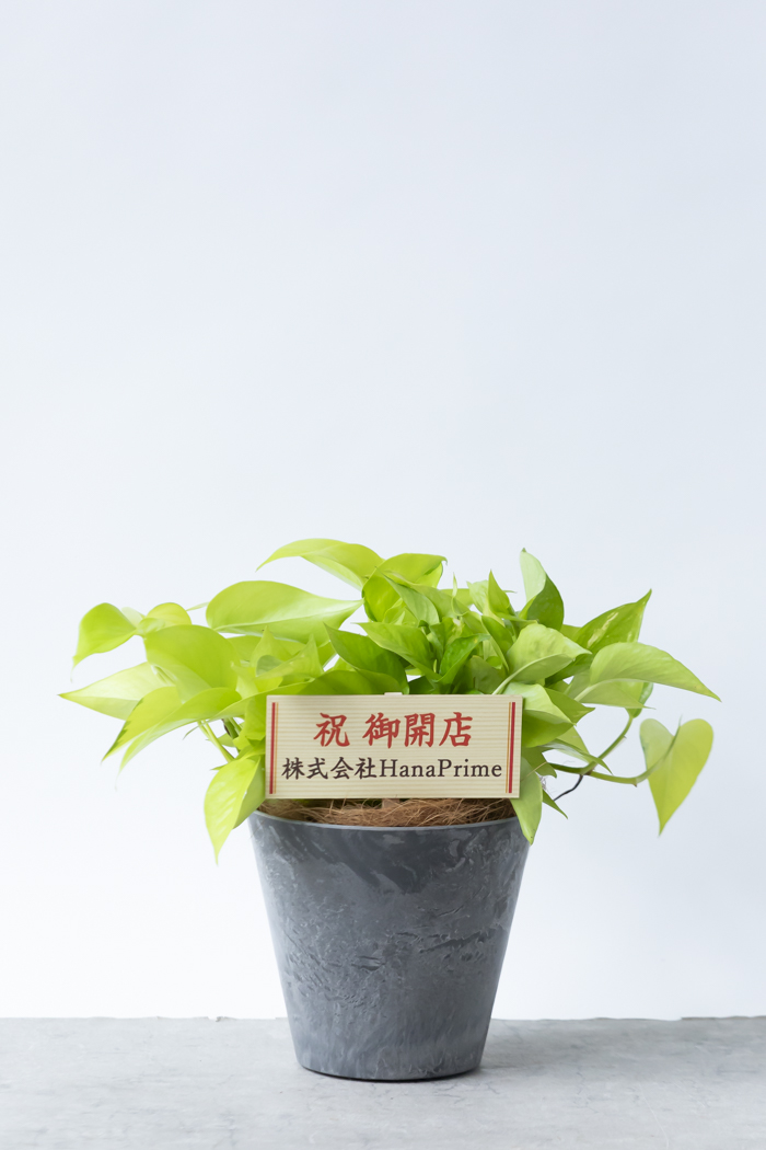 観葉植物 ポトス ライム（6号鉢）