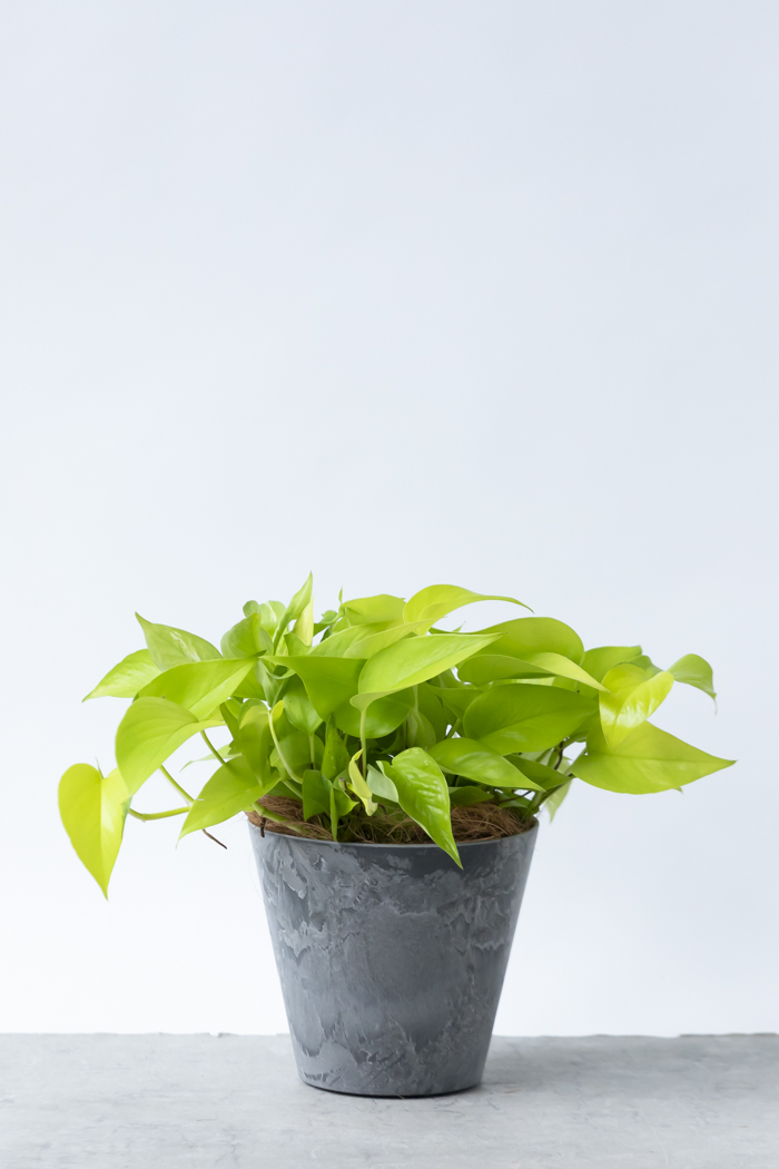 観葉植物 ポトス ライム（6号鉢）｜HanaPrime（ハナプライム）