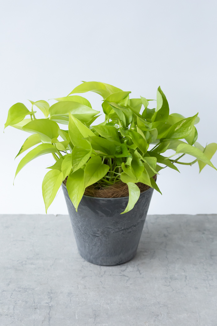 観葉植物 ポトス ライム（6号鉢）｜HanaPrime（ハナプライム）