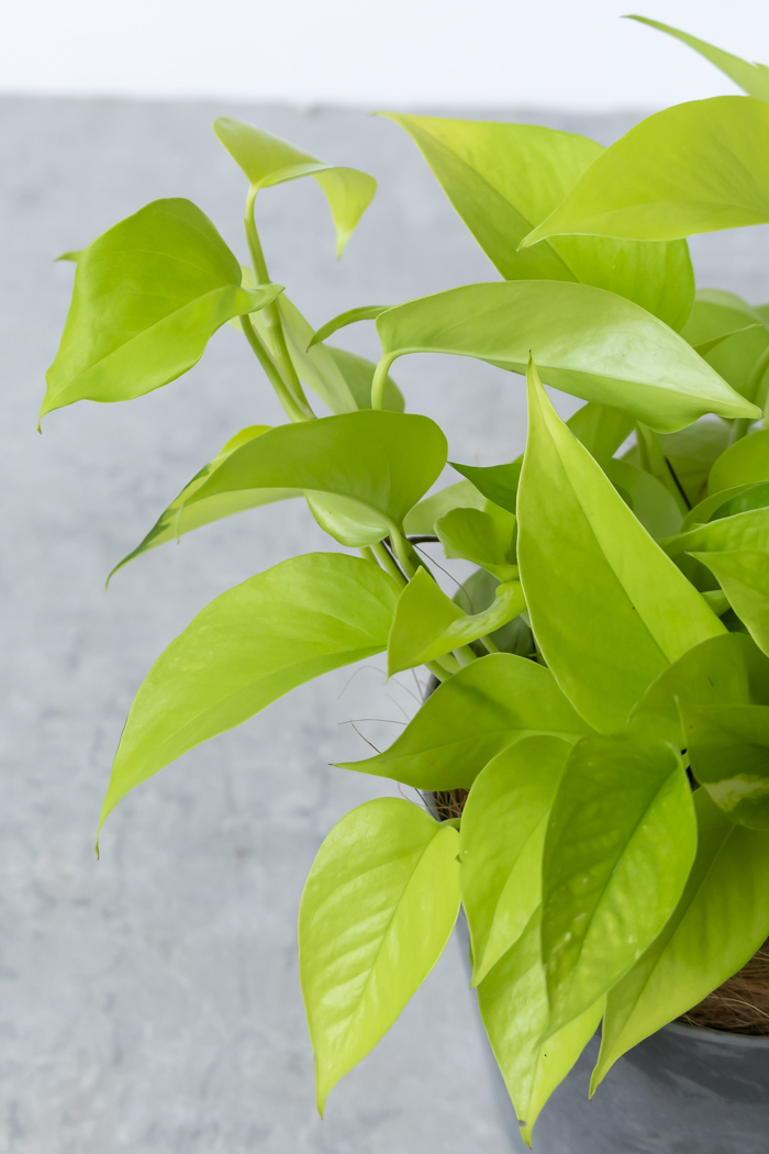 観葉植物 ポトス ライム（6号鉢）の写真5枚目