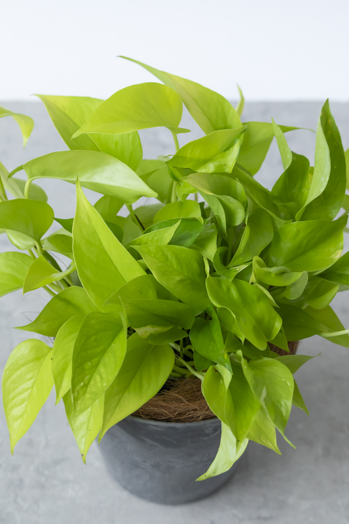 観葉植物 ポトス ライム（6号鉢）の写真6枚目