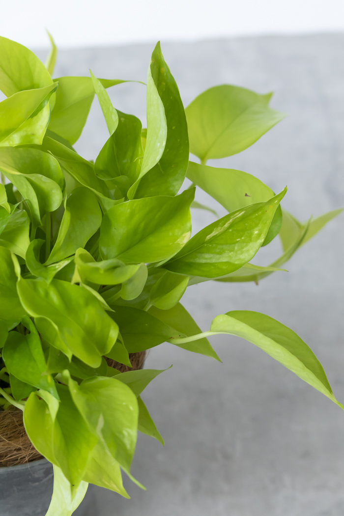 観葉植物 ポトス ライム（6号鉢）の写真7枚目