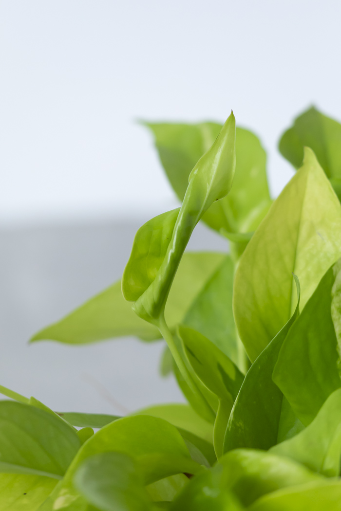 観葉植物 ポトス ライム（6号鉢）の写真8枚目