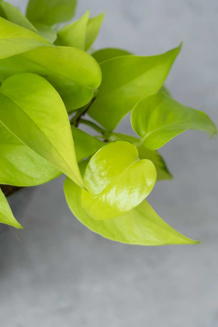 観葉植物 ポトス ライム（6号鉢）の写真9枚目