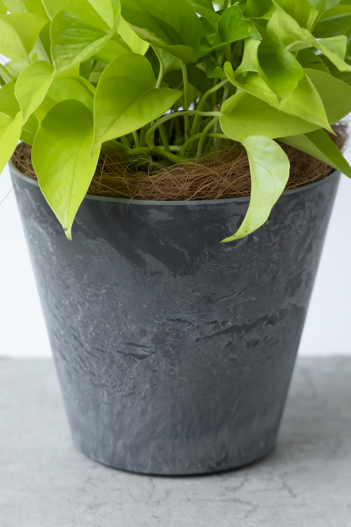 観葉植物 ポトス ライム（6号鉢）の写真10枚目