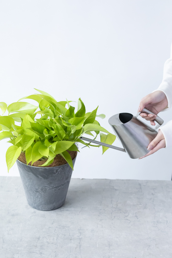 観葉植物 ポトス ライム（6号鉢）の写真11枚目