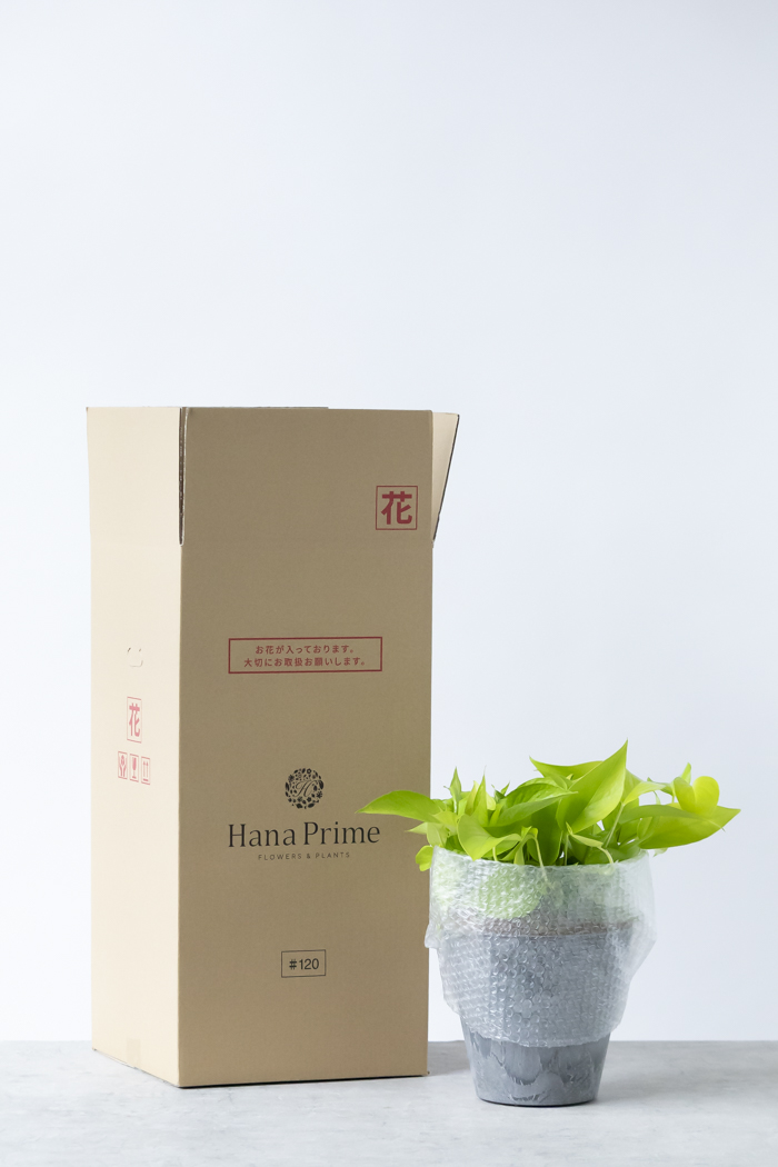 観葉植物 ポトス ライム（6号鉢）｜HanaPrime（ハナプライム）