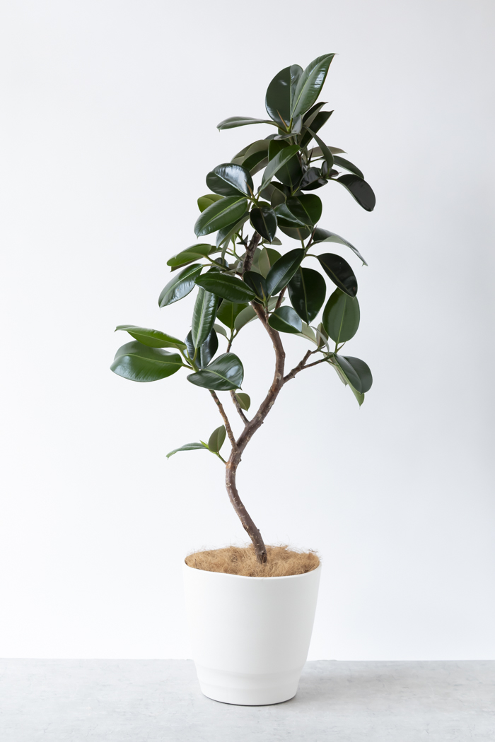 観葉植物 フィカス ソフィア曲がり（10号鉢）の写真1枚目