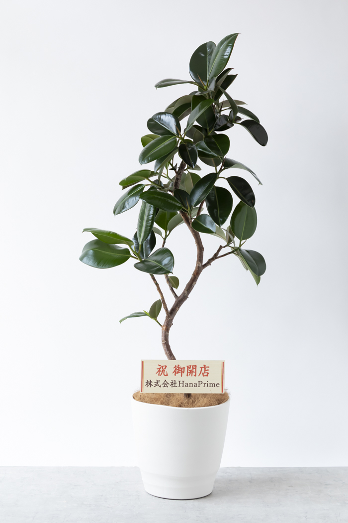 観葉植物 フィカス ソフィア曲がり（10号鉢）の写真2枚目