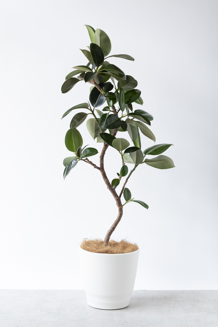 観葉植物 フィカス ソフィア曲がり（10号鉢）の写真3枚目