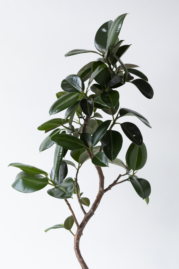 観葉植物 フィカス ソフィア曲がり（10号鉢）の写真4枚目