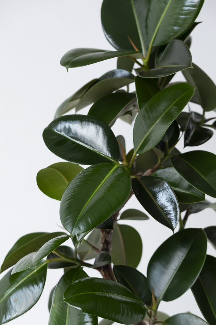 観葉植物 フィカス ソフィア曲がり（10号鉢）の写真5枚目