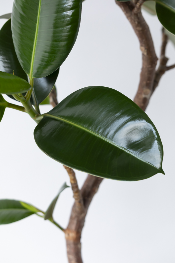 観葉植物 フィカス ソフィア曲がり（10号鉢）の写真6枚目