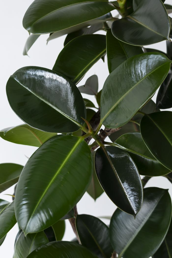 観葉植物 フィカス ソフィア曲がり（10号鉢）の写真7枚目